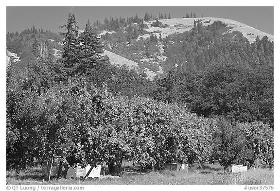Fruit orchard and hill. Oregon, USA (black and white)