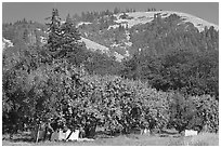 Fruit orchard and hill. Oregon, USA (black and white)
