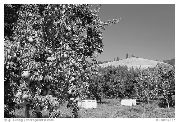Pear orchard. Oregon, USA (black and white)