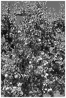 Pear tree covered with fruits. Oregon, USA (black and white)