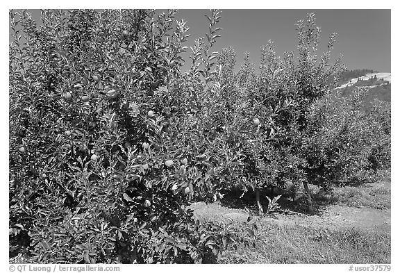 Red apple trees. Oregon, USA (black and white)