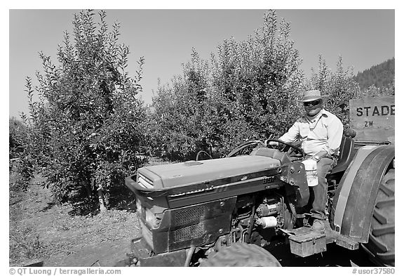 Man on tractor in orchard. Oregon, USA (black and white)