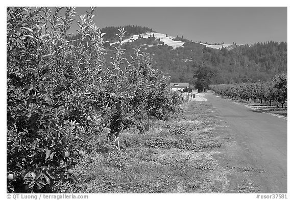 Apple orchard and road. Oregon, USA (black and white)