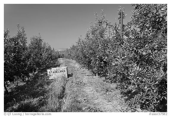 Row of trees in apple orchard. Oregon, USA