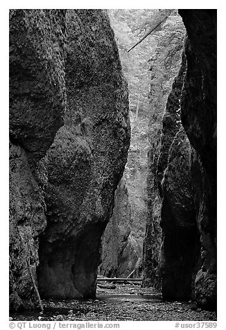 Narrow canyon, Oneonta Gorge. Columbia River Gorge, Oregon, USA