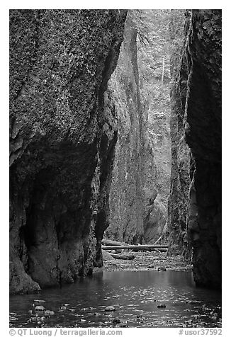 Oneonta Gorge. Columbia River Gorge, Oregon, USA (black and white)