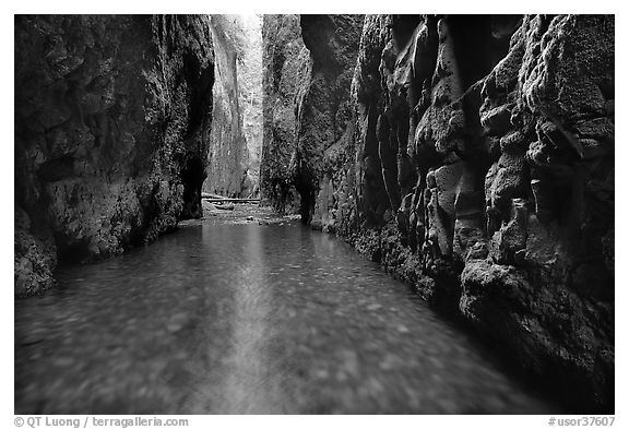 Stream and moss-covered walls, Oneonta Gorge. Columbia River Gorge, Oregon, USA (black and white)