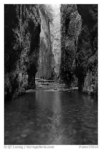 Stream and slot-like canyon walls, Oneonta Gorge. Columbia River Gorge, Oregon, USA