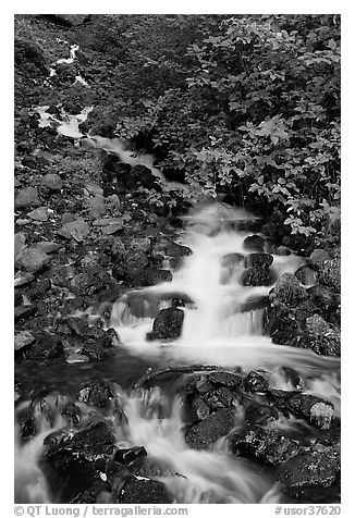 Wahkeena Falls. Columbia River Gorge, Oregon, USA