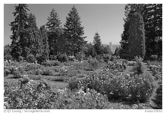 Rose Garden and city high rise. Portland, Oregon, USA (black and white)