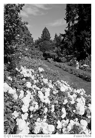 White roses, Rose Garden. Portland, Oregon, USA (black and white)