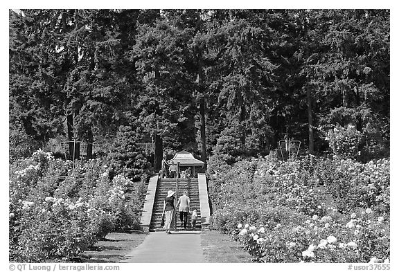 Alley in Rose Garden. Portland, Oregon, USA (black and white)