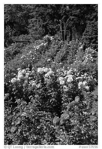 Portland Rose Garden. Portland, Oregon, USA