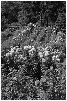 Portland Rose Garden. Portland, Oregon, USA (black and white)