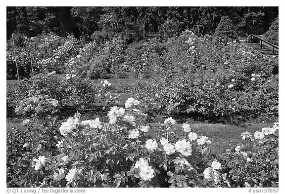 Rose Garden. Portland, Oregon, USA (black and white)
