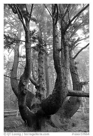 Chandelier tree, Cap Meares. Oregon, USA