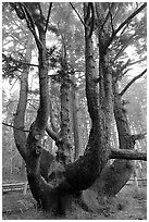 Chandelier tree, Cap Meares. Oregon, USA ( black and white)