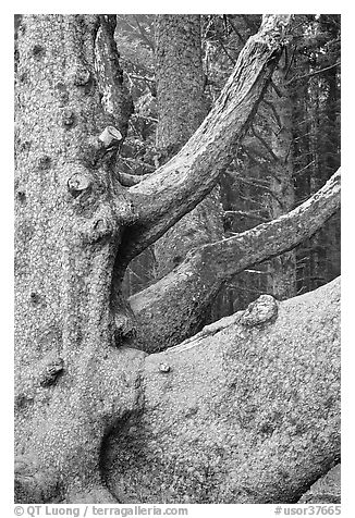 Detail of multi-trunk tree, Cap Meares. Oregon, USA (black and white)