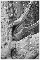 Detail of multi-trunk tree, Cap Meares. Oregon, USA (black and white)