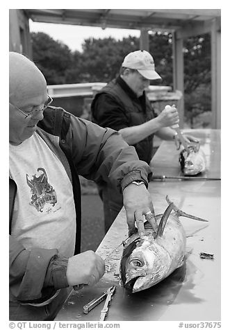 Men cleaning just caught fish. Newport, Oregon, USA (black and white)