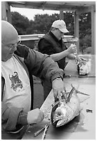 Men cleaning just caught fish. Newport, Oregon, USA ( black and white)