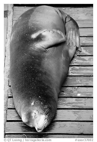 Sea Lion on deck. Newport, Oregon, USA (black and white)