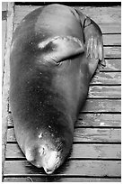 Sea Lion on deck. Newport, Oregon, USA ( black and white)