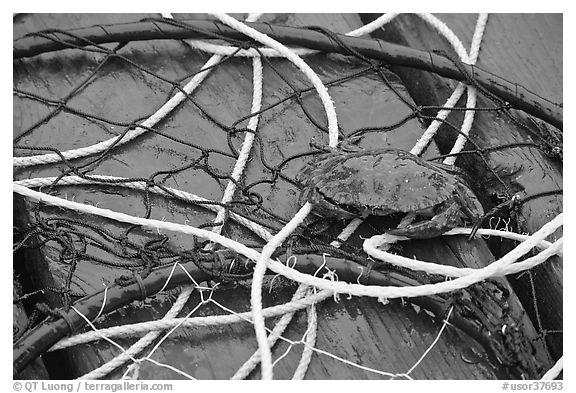 Crab crawling on ropes and nets. Newport, Oregon, USA (black and white)