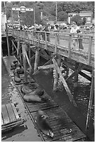 Tourists looking at Sea Lions. Newport, Oregon, USA ( black and white)