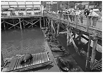 Tourists looking at Sea Lions from pier. Newport, Oregon, USA (black and white)