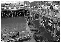 Tourists looking at Sea Lions from pier. Newport, Oregon, USA ( black and white)