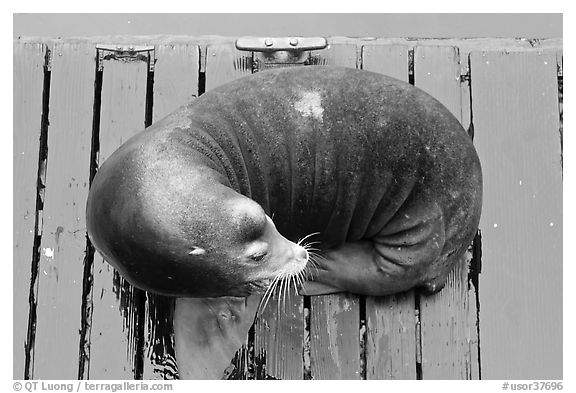 Sea Lion sleeping on pier. Newport, Oregon, USA