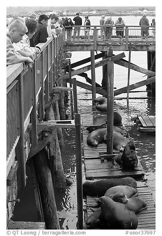 Tourists observing  Sea Lions in harbor. Newport, Oregon, USA (black and white)