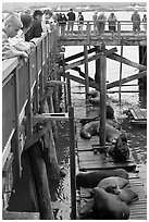 Tourists observing  Sea Lions in harbor. Newport, Oregon, USA (black and white)