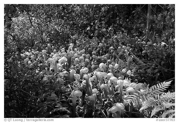 Dense patch of cobra-lilies (Californica Darlingtonia). Oregon, USA (black and white)