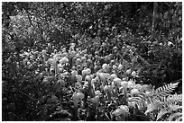 Dense patch of cobra-lilies (Californica Darlingtonia). Oregon, USA (black and white)