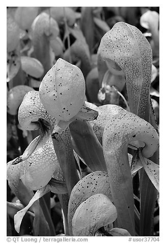 Close up of Californica Darlingtonia carnivorous plants. Oregon, USA