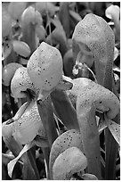Close up of Californica Darlingtonia carnivorous plants. Oregon, USA (black and white)
