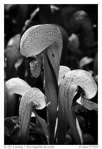 Close up of cobra-lilies (Californica Darlingtonia). Oregon, USA (black and white)