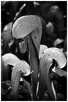 Close up of cobra-lilies (Californica Darlingtonia). Oregon, USA (black and white)