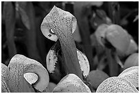 Close up of pitcher plants (Californica Darlingtonia). Oregon, USA (black and white)