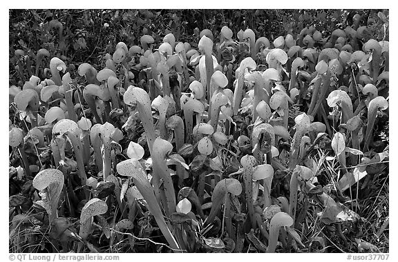 Dense patch of pitcher plants (Californica Darlingtonia). Oregon, USA (black and white)