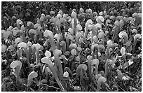 Dense patch of pitcher plants (Californica Darlingtonia). Oregon, USA ( black and white)
