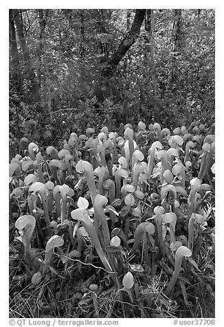 Cobra orchids (Californica Darlingtonia) and forest. Oregon, USA (black and white)
