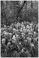 Cobra orchids (Californica Darlingtonia) and forest. Oregon, USA ( black and white)