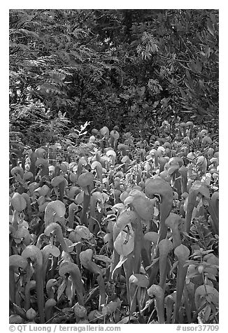 Dense patch of cobra orchids carnivorous plants  (Californica Darlingtonia). Oregon, USA