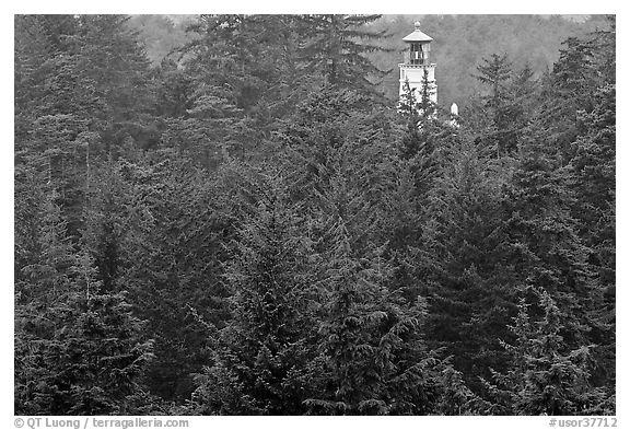 Spruce-Hemlock forest and Umpqua River Lighthouse. Oregon, USA (black and white)