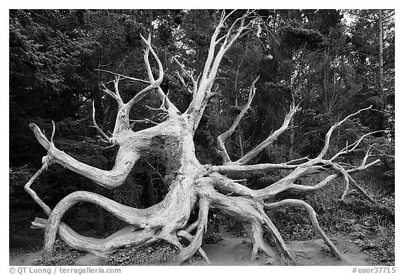 Uprooted tree skeleton, Shore Acres. Oregon, USA (black and white)