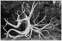 Uprooted tree skeleton, Shore Acres. Oregon, USA ( black and white)