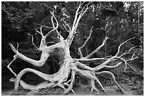 Uprooted tree skeleton, Shore Acres. Oregon, USA (black and white)